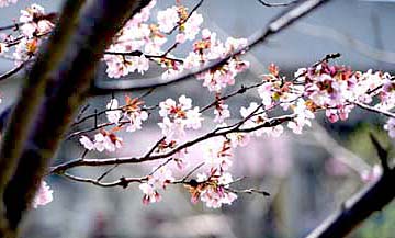 170430 新川の桜.jpg