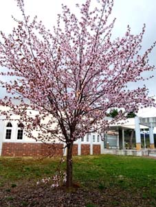 190510 本校の桜.jpg